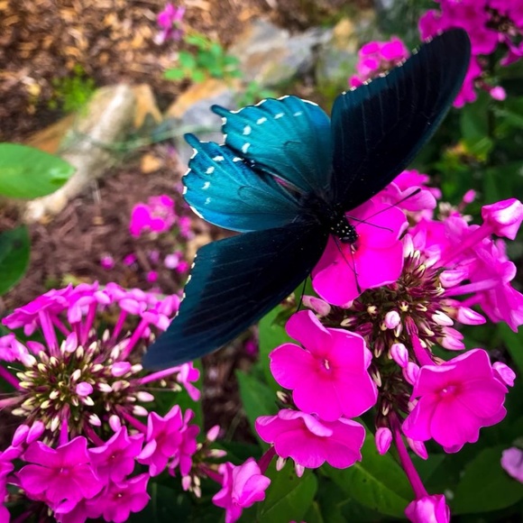 Meet your Posher, Lauren - Picture 1 of 8